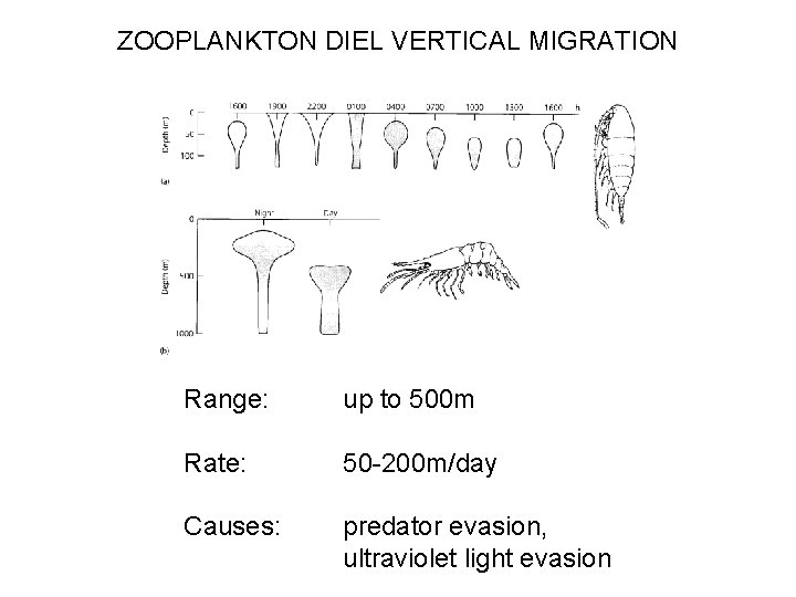 ZOOPLANKTON DIEL VERTICAL MIGRATION Range: up to 500 m Rate: 50 -200 m/day Causes: