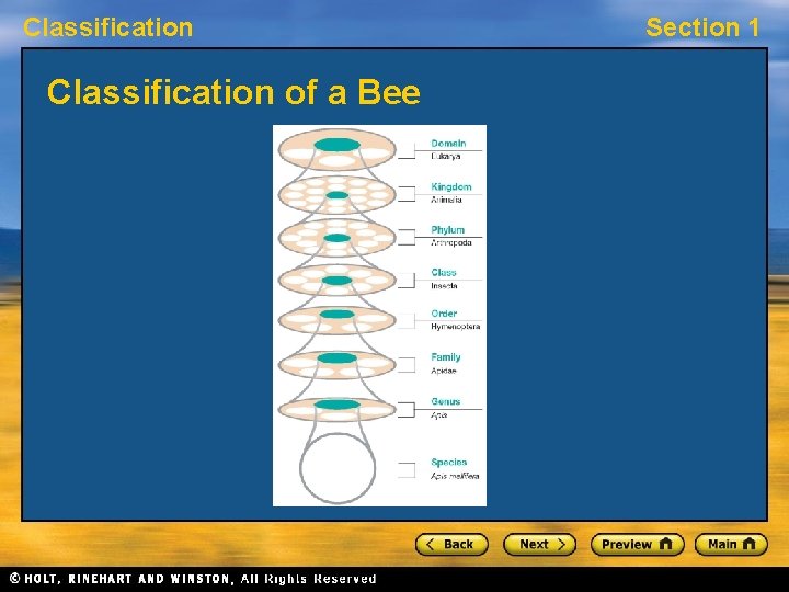 Classification of a Bee Section 1 