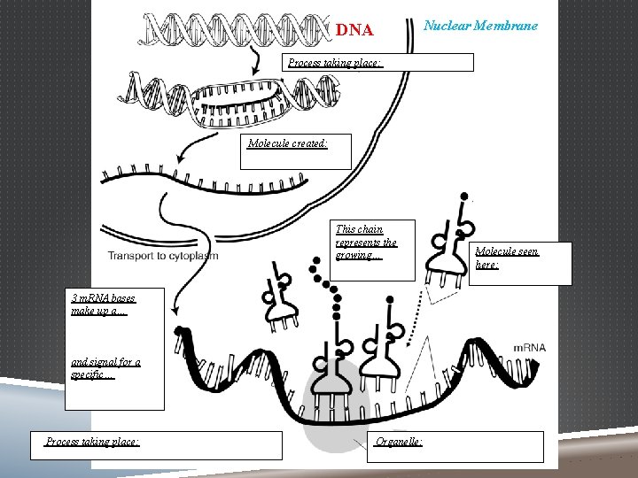 PROTEIN SYNTHESIS The building of a protein Process