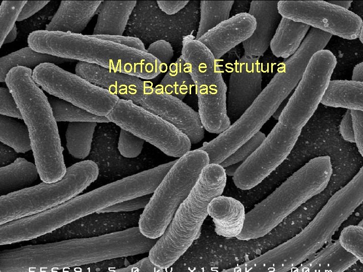 Morfologia e Estrutura das Bactérias 