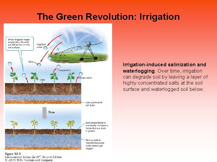 The Green Revolution: Irrigation-induced salinization and waterlogging. Over time, irrigation can degrade soil by The Green Revolution: Irrigation-induced salinization and waterlogging. Over time, irrigation can degrade soil by