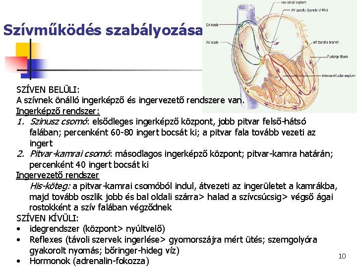 Szívműködés szabályozása SZÍVEN BELÜLI: A szívnek önálló ingerképző és ingervezető rendszere van. Ingerképző rendszer: