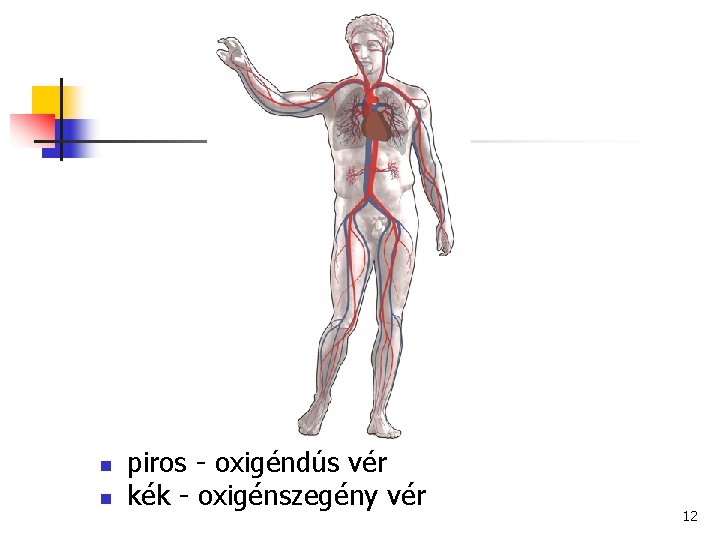 n n piros - oxigéndús vér kék - oxigénszegény vér 12 