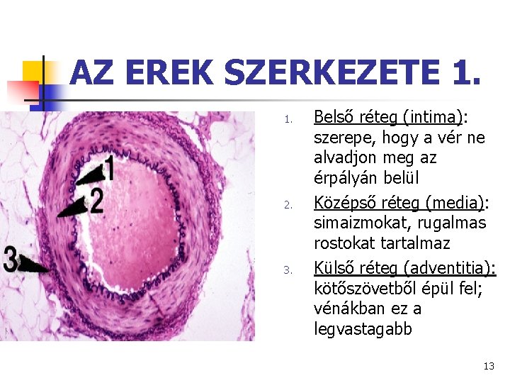 AZ EREK SZERKEZETE 1. 1. 2. 3. Belső réteg (intima): szerepe, hogy a vér