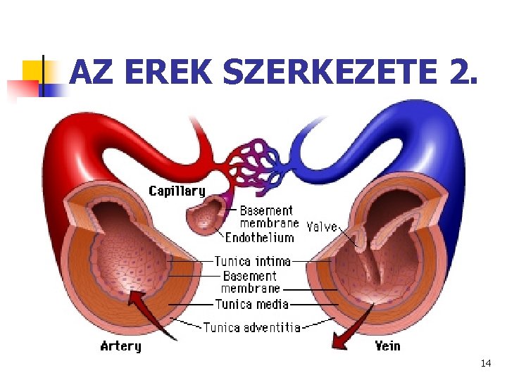 AZ EREK SZERKEZETE 2. 14 