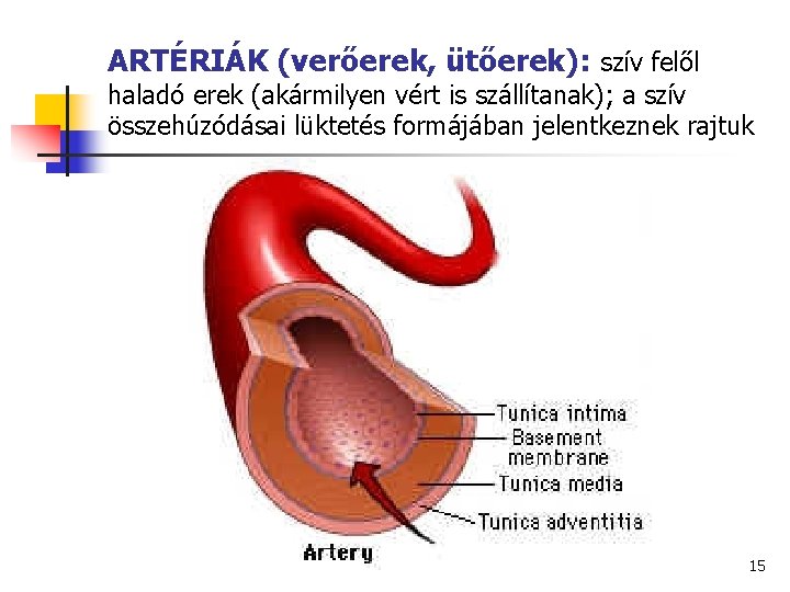 ARTÉRIÁK (verőerek, ütőerek): szív felől haladó erek (akármilyen vért is szállítanak); a szív összehúzódásai