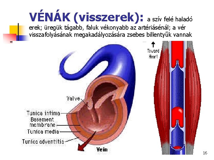 VÉNÁK (visszerek): a szív felé haladó erek; üregük tágabb, faluk vékonyabb az artériásénál; a