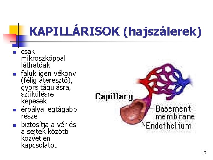 KAPILLÁRISOK (hajszálerek) n n csak mikroszkóppal láthatóak faluk igen vékony (félig áteresztő), gyors tágulásra,