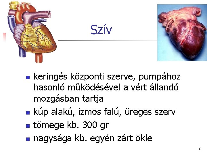 Szív n n keringés központi szerve, pumpához hasonló működésével a vért állandó mozgásban tartja