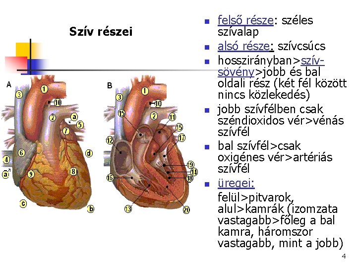 Szív részei n n n felső része: széles szívalap alsó része: szívcsúcs hosszirányban>szívsövény>jobb és