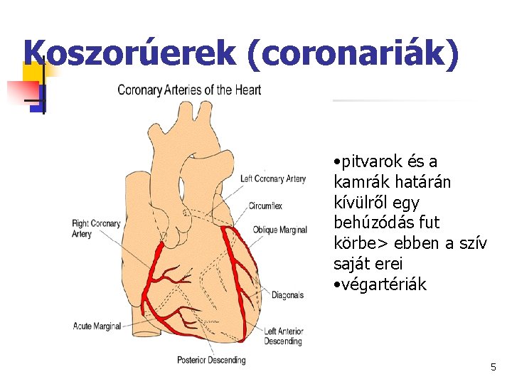 Koszorúerek (coronariák) • pitvarok és a kamrák határán kívülről egy behúzódás fut körbe> ebben
