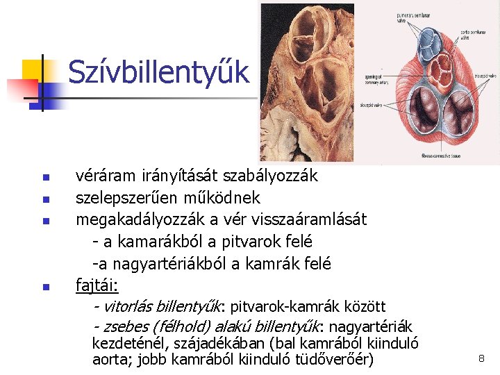 Szívbillentyűk n n véráram irányítását szabályozzák szelepszerűen működnek megakadályozzák a vér visszaáramlását - a