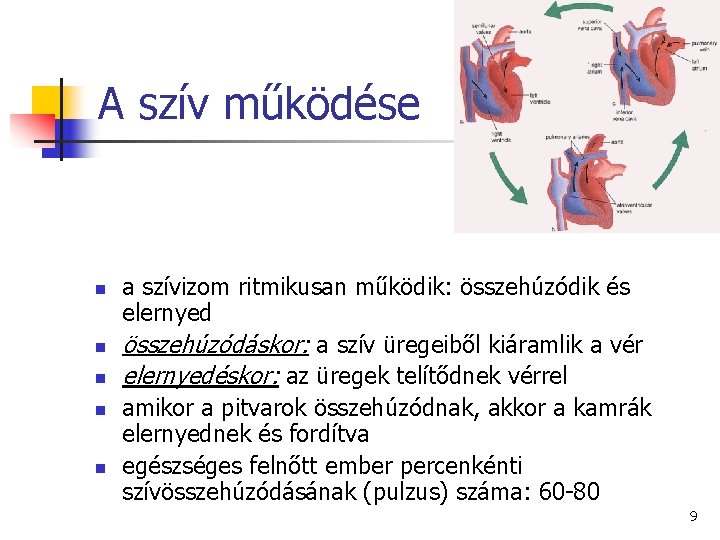 A szív működése n n n a szívizom ritmikusan működik: összehúzódik és elernyed összehúzódáskor: