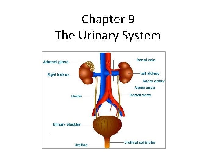 Chapter 9 The Urinary System 