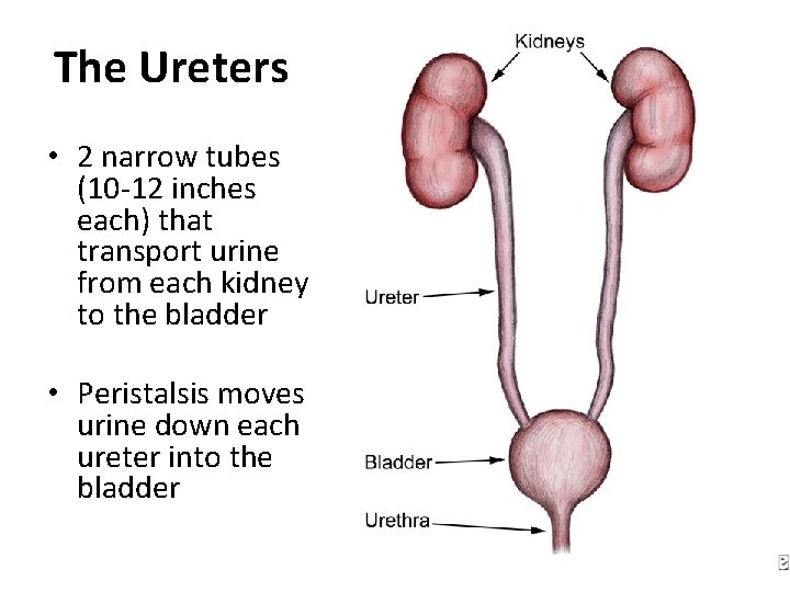 The Ureters • 2 narrow tubes (10 -12 inches each) that transport urine from