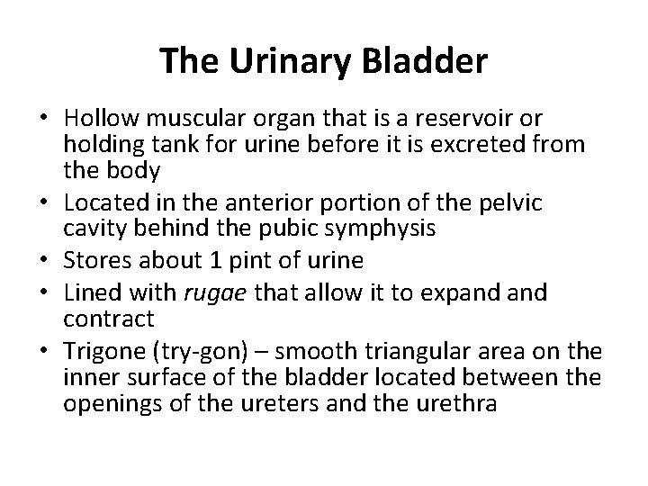 The Urinary Bladder • Hollow muscular organ that is a reservoir or holding tank
