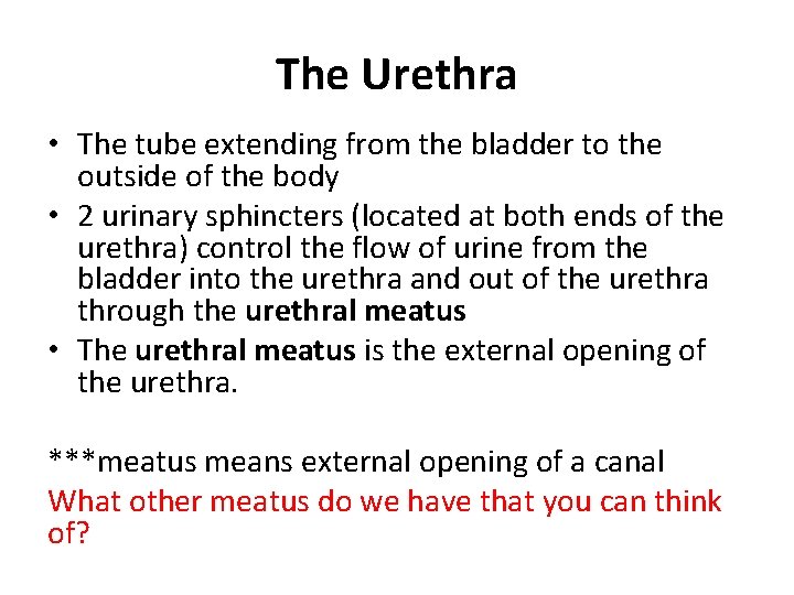 The Urethra • The tube extending from the bladder to the outside of the