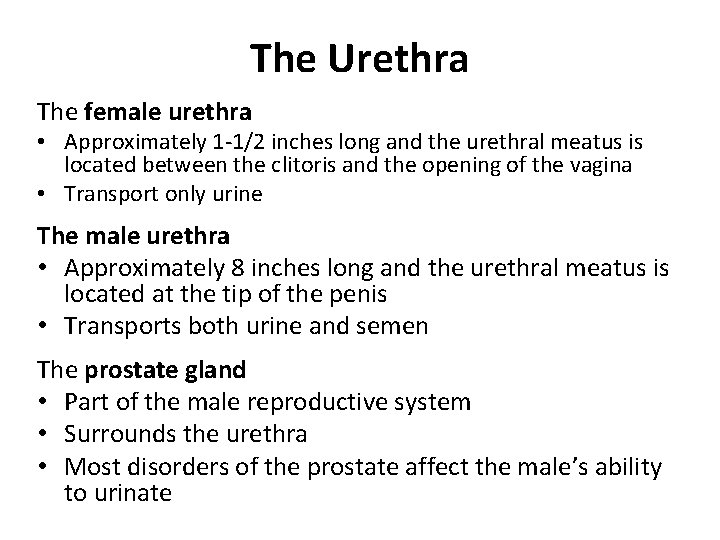 The Urethra The female urethra • Approximately 1 -1/2 inches long and the urethral