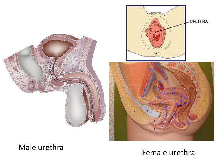 Male urethra Female urethra 