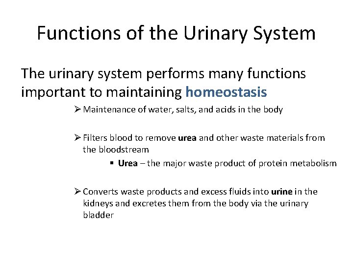 Functions of the Urinary System The urinary system performs many functions important to maintaining