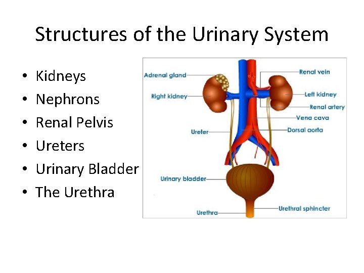 Structures of the Urinary System • • • Kidneys Nephrons Renal Pelvis Ureters Urinary
