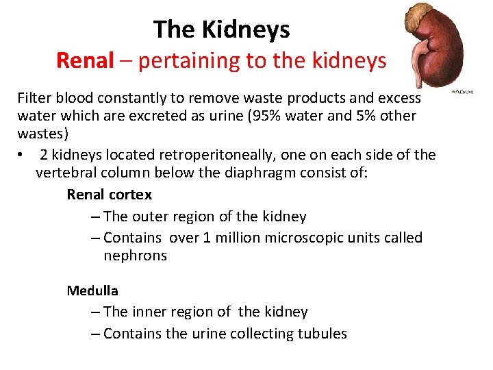The Kidneys Renal – pertaining to the kidneys Filter blood constantly to remove waste