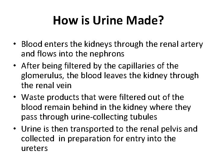 How is Urine Made? • Blood enters the kidneys through the renal artery and