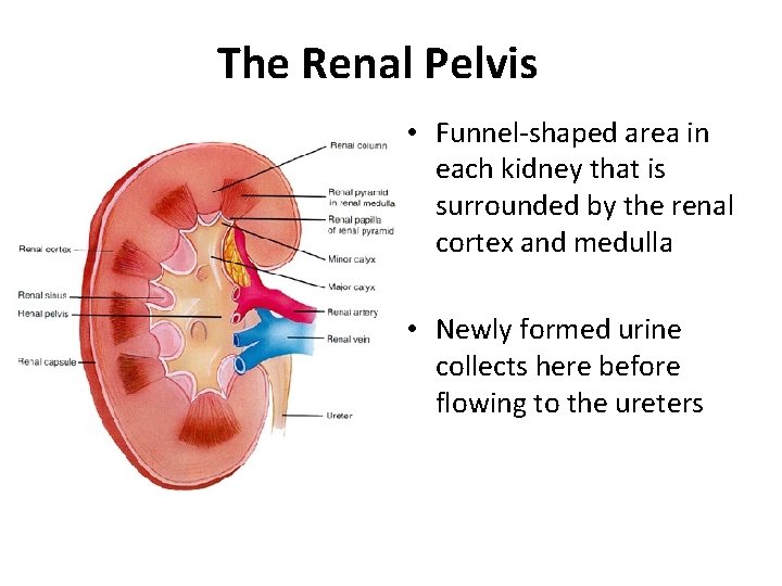 The Renal Pelvis • Funnel-shaped area in each kidney that is surrounded by the