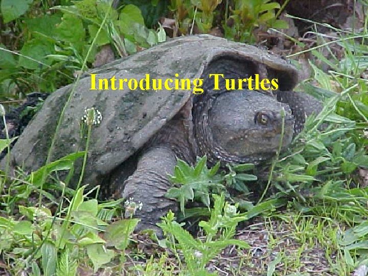 Introducing Turtles 