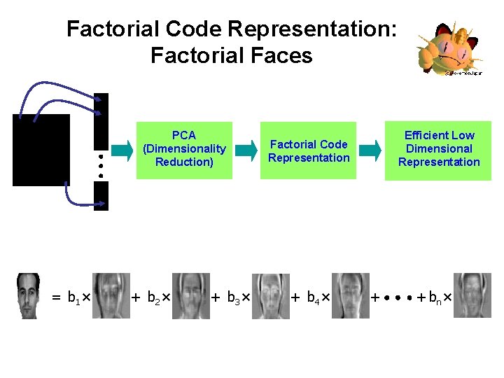 Factorial Code Representation: Factorial Faces PCA (Dimensionality Reduction) = b 1 × + b