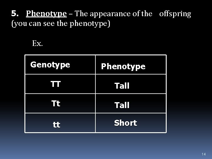 5. Phenotype – The appearance of the offspring (you can see the phenotype) Ex.