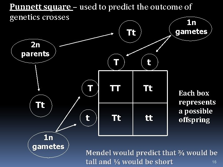 Punnett square – used to predict the outcome of genetics crosses 1 n gametes