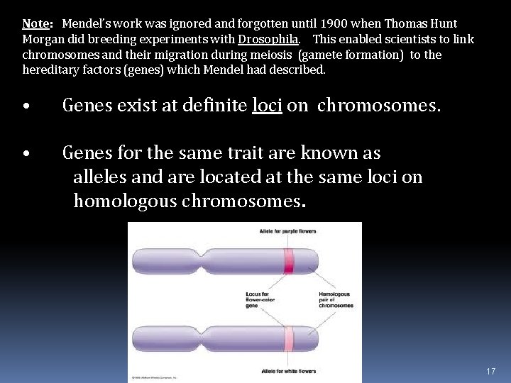 Note: Mendel’s work was ignored and forgotten until 1900 when Thomas Hunt Morgan did