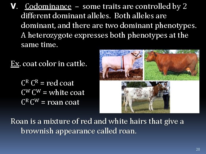 V. Codominance – some traits are controlled by 2 different dominant alleles. Both alleles