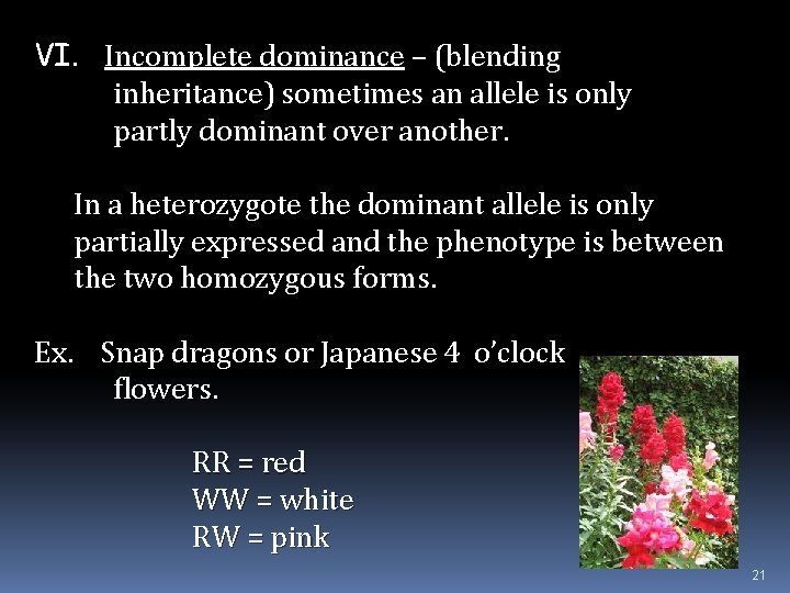 VI. Incomplete dominance – (blending inheritance) sometimes an allele is only partly dominant over