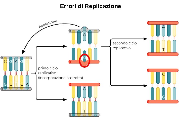 Errori di Replicazione 