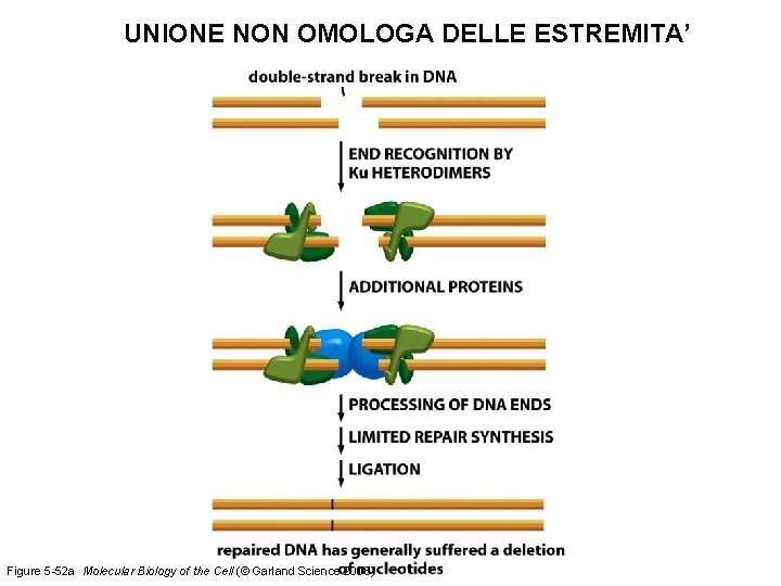 UNIONE NON OMOLOGA DELLE ESTREMITA’ Figure 5 -52 a Molecular Biology of the Cell