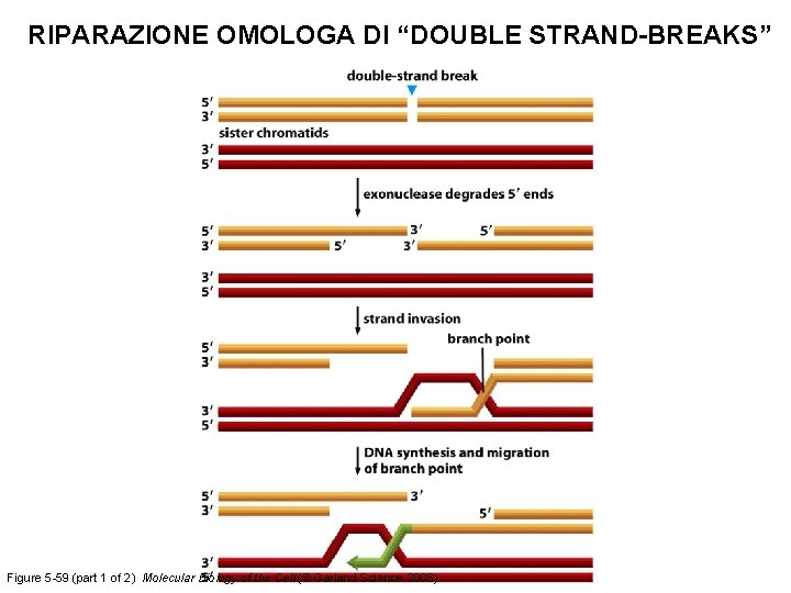 RIPARAZIONE OMOLOGA DI “DOUBLE STRAND-BREAKS” Figure 5 -59 (part 1 of 2) Molecular Biology
