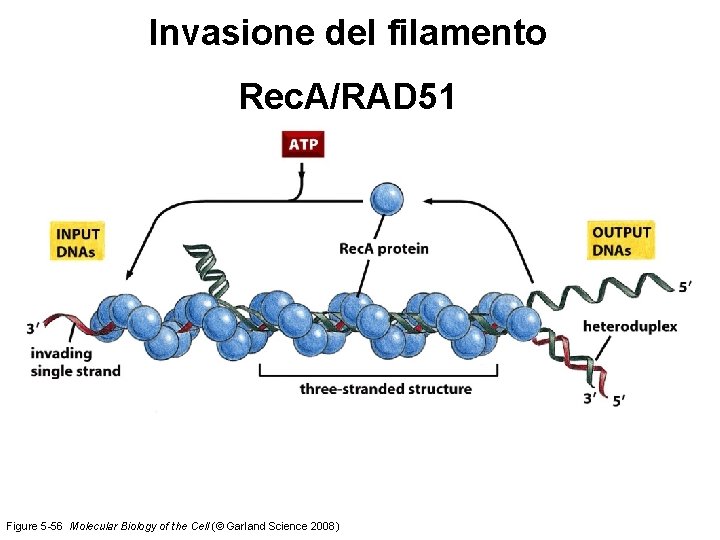 Invasione del filamento Rec. A/RAD 51 Figure 5 -56 Molecular Biology of the Cell