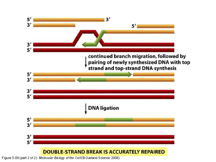 Figure 5 -59 (part 2 of 2) Molecular Biology of the Cell (© Garland