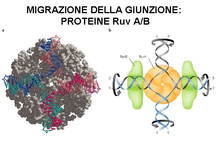 MIGRAZIONE DELLA GIUNZIONE: PROTEINE Ruv A/B 