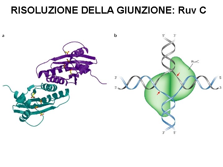 RISOLUZIONE DELLA GIUNZIONE: Ruv C 