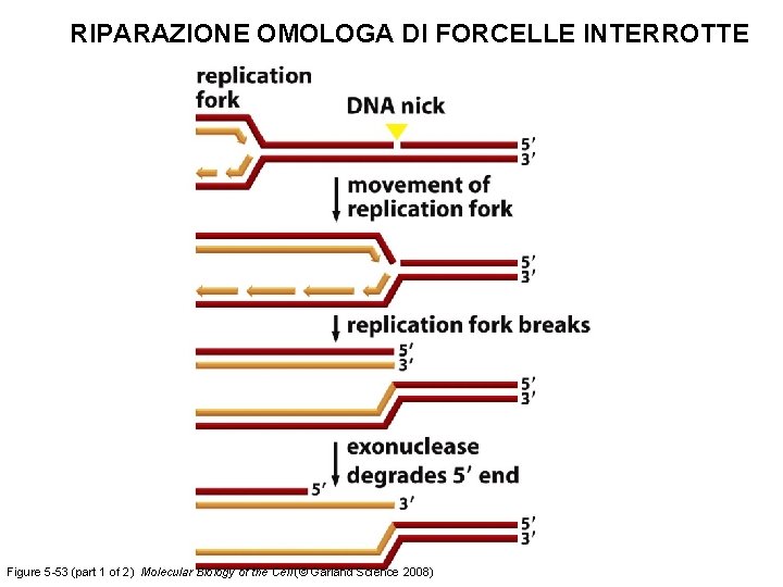 RIPARAZIONE OMOLOGA DI FORCELLE INTERROTTE Figure 5 -53 (part 1 of 2) Molecular Biology