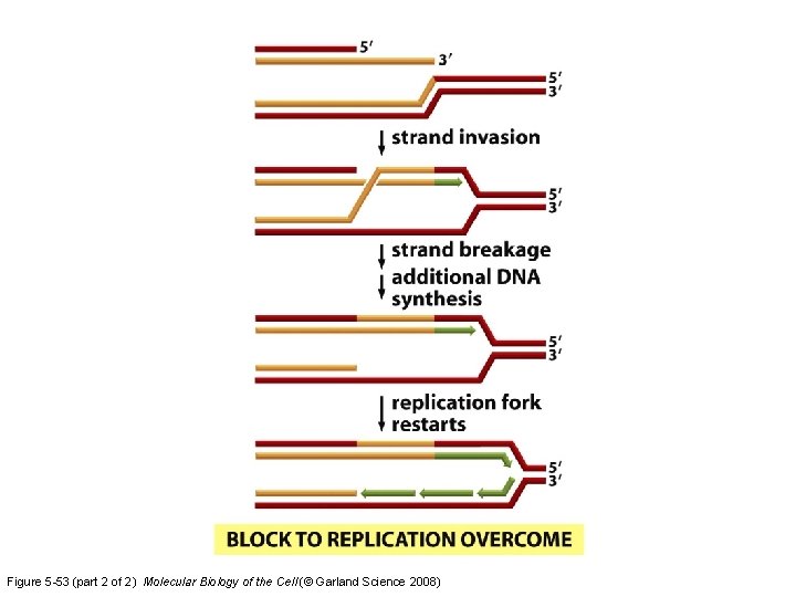 Figure 5 -53 (part 2 of 2) Molecular Biology of the Cell (© Garland
