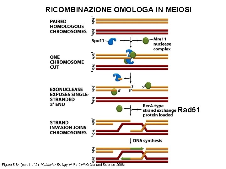 RICOMBINAZIONE OMOLOGA IN MEIOSI Rad 51 Figure 5 -64 (part 1 of 2) Molecular