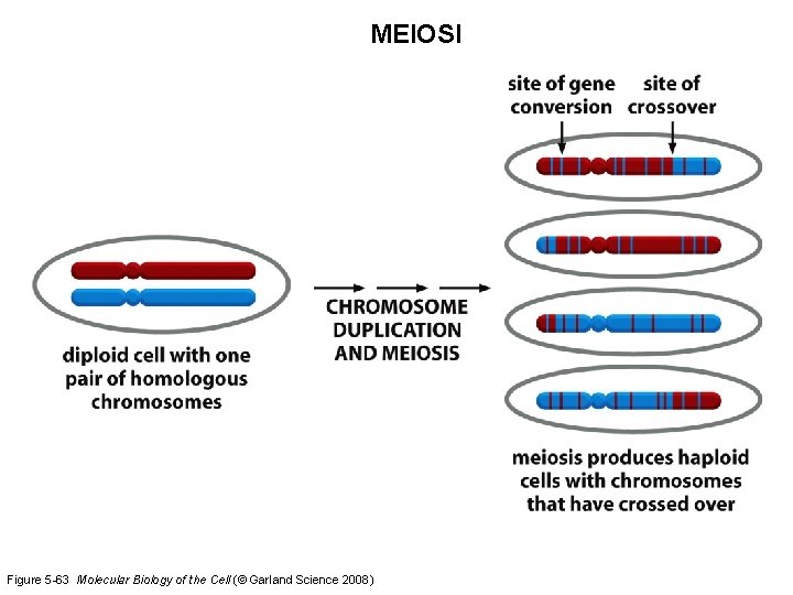 MEIOSI Figure 5 -63 Molecular Biology of the Cell (© Garland Science 2008) 