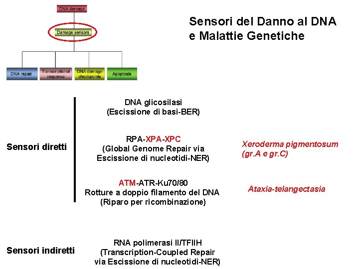 Sensori del Danno al DNA e Malattie Genetiche DNA glicosilasi (Escissione di basi-BER) Sensori