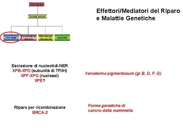 Effettori/Mediatori del Riparo e Malattie Genetiche Escissione di nucleotidi-NER XPB-XPD (subunità di TFIIH) XPF-XPG