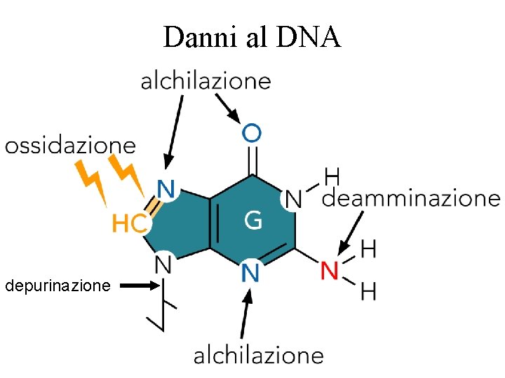 Danni al DNA depurinazione 