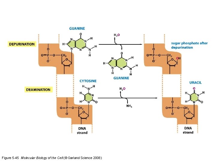 Figure 5 -45 Molecular Biology of the Cell (© Garland Science 2008) 